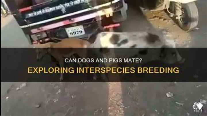 Can dog and pig mate