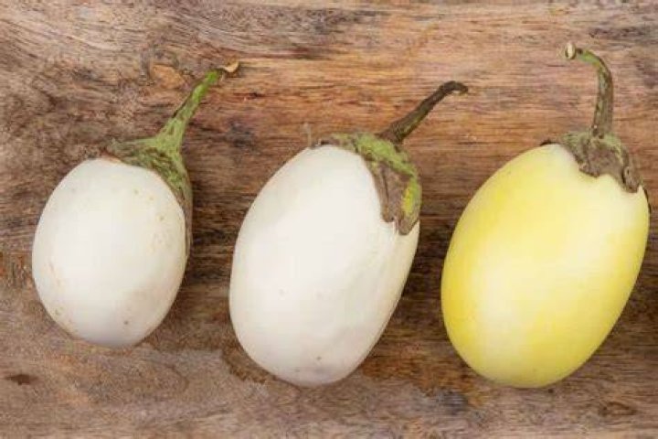 Can Eggplant be white