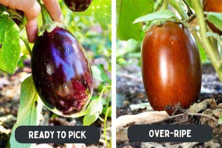 Can eggplant kill you