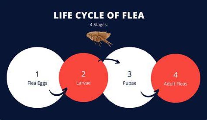Can fleas die in heat