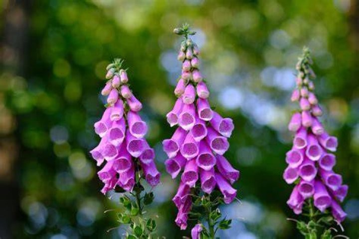 Can foxglove kill you