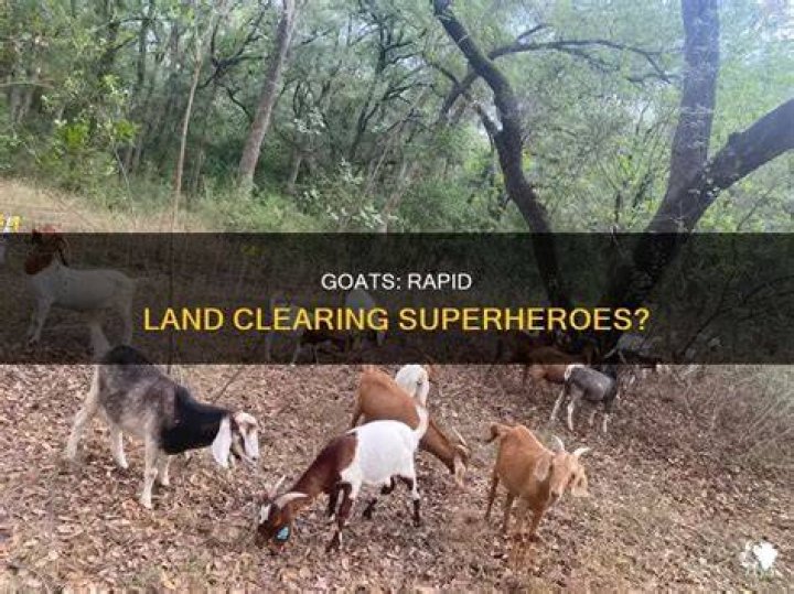 Can goats clear land