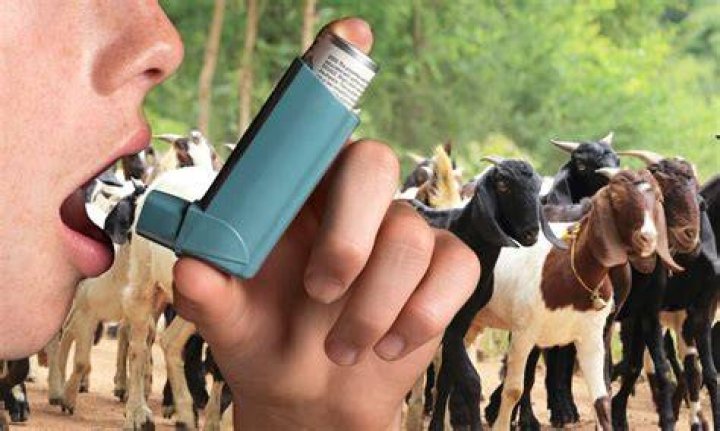 Can goats get a cough