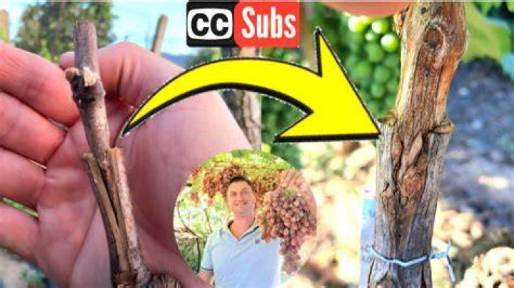 Can grapes be grafted