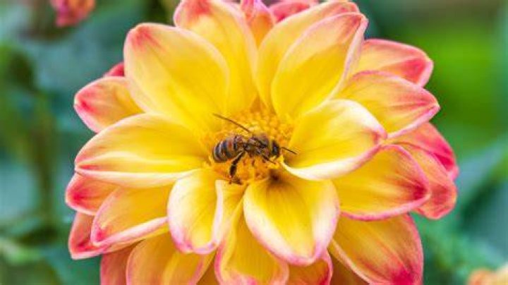 Can humans eat nectar