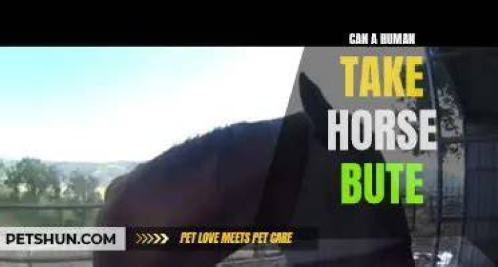 Can humans take Bute