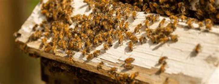 Can I buy bees online