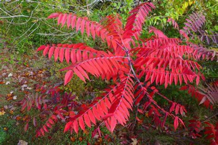 Can I cut back sumac