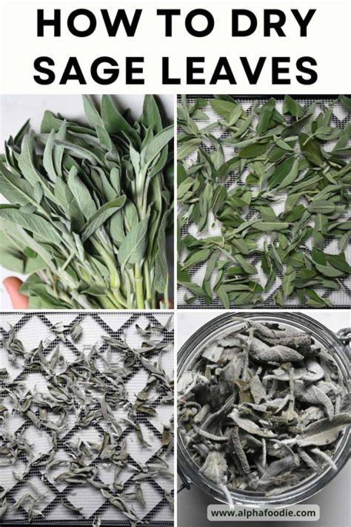 Can I dry sage leaves
