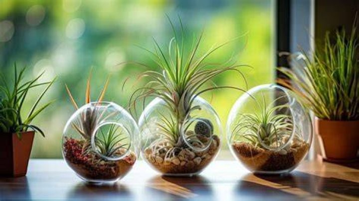 Can I ship air plants
