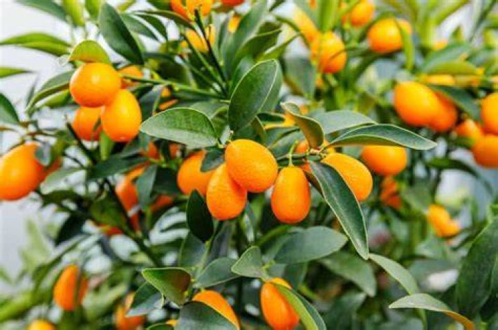 Can kumquats be round