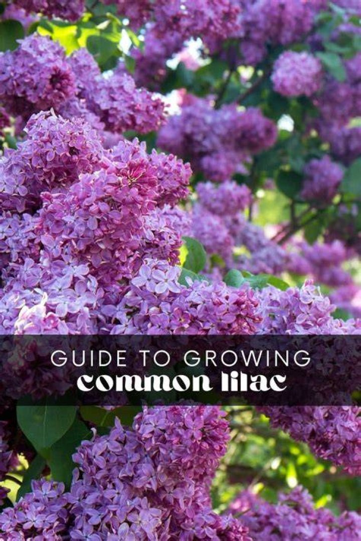 Can lilacs grow in AZ