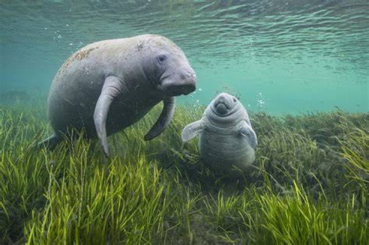 Can manatees be pink