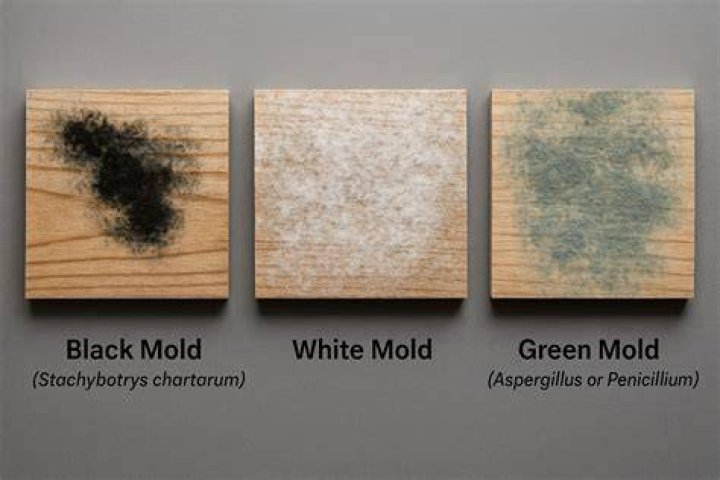 Can mold destroy wood