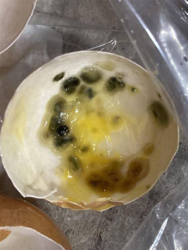 Can mold grow on eggs