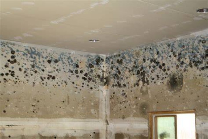 Can Mold ruin a house