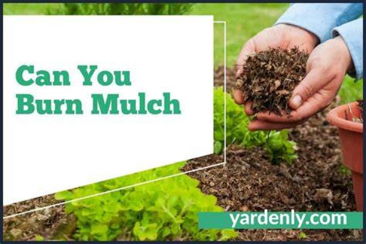 Can mulch burn plants