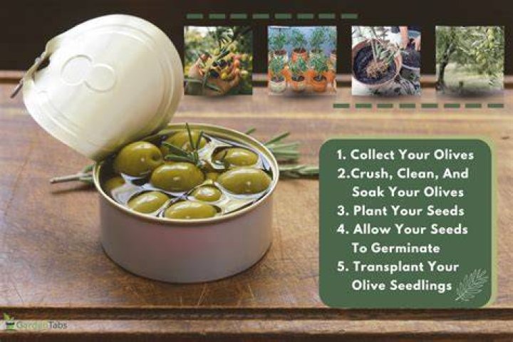 Can olives grow in UK