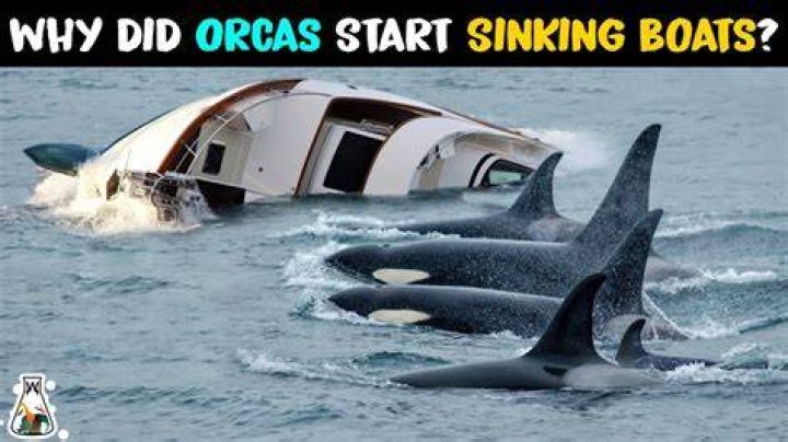 Can orcas sink boats