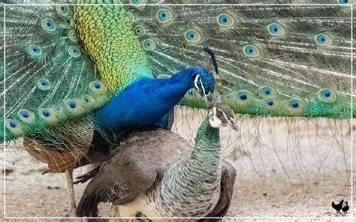 Can peacocks kill you