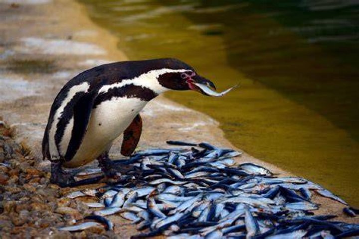 Can Penguin be eaten