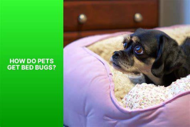 Can pets get bed bugs