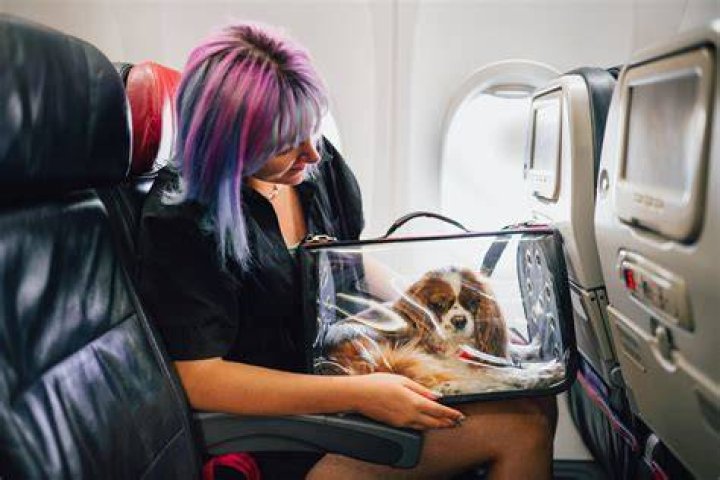 Can pets go on planes