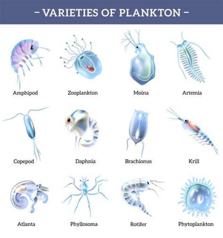 Can phytoplankton die