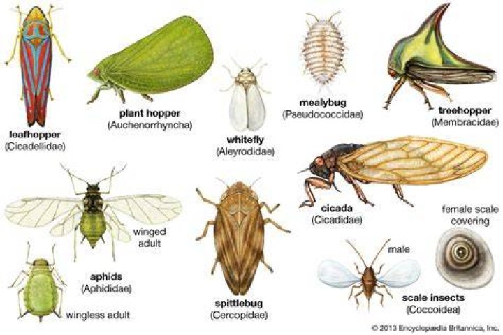 Can planthoppers fly