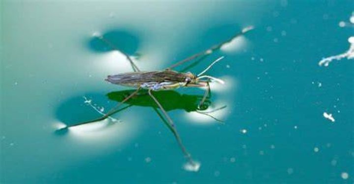 Can pond skaters fly