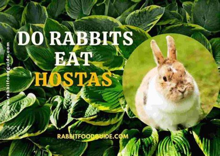 Can rabbits eat hosta