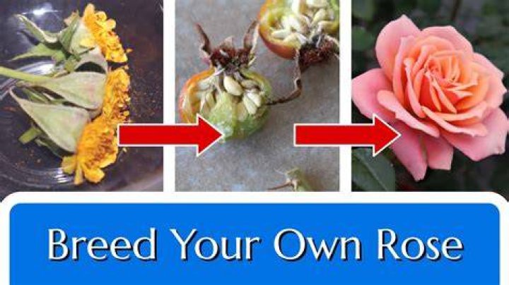 Can roses cross breed