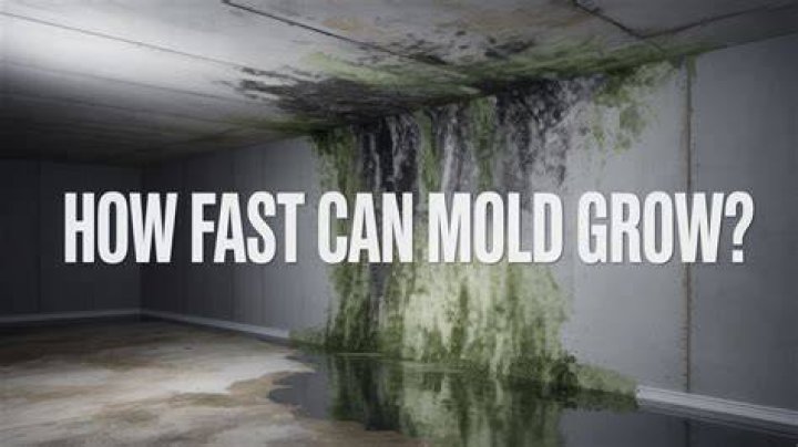 Can rubber grow mold