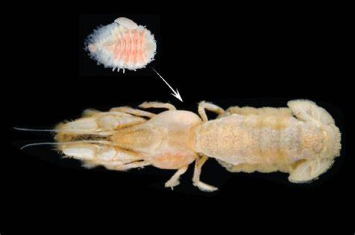 Can shrimp have worms
