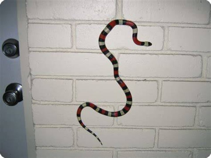 Can snake climb pipes