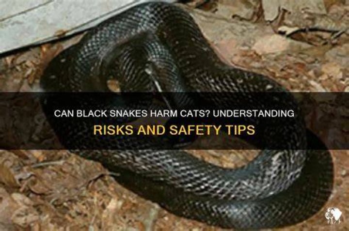 Can snakes hurt cats