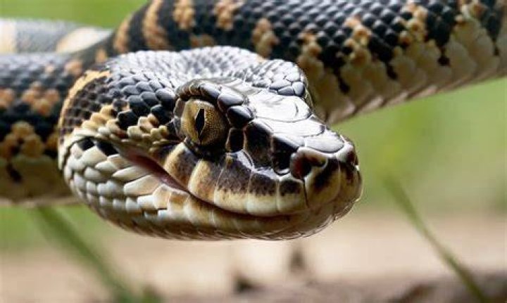 Can snakes sense rats