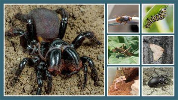 Can spiders eat mouse