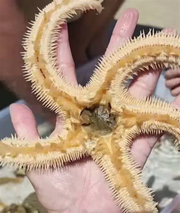 Can starfish kill you
