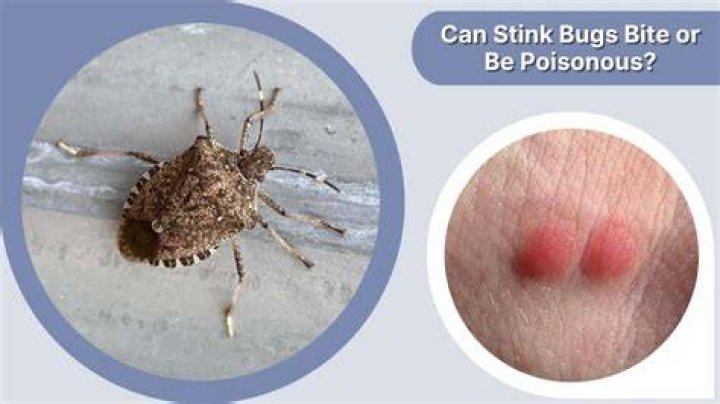 Can stink bugs drown