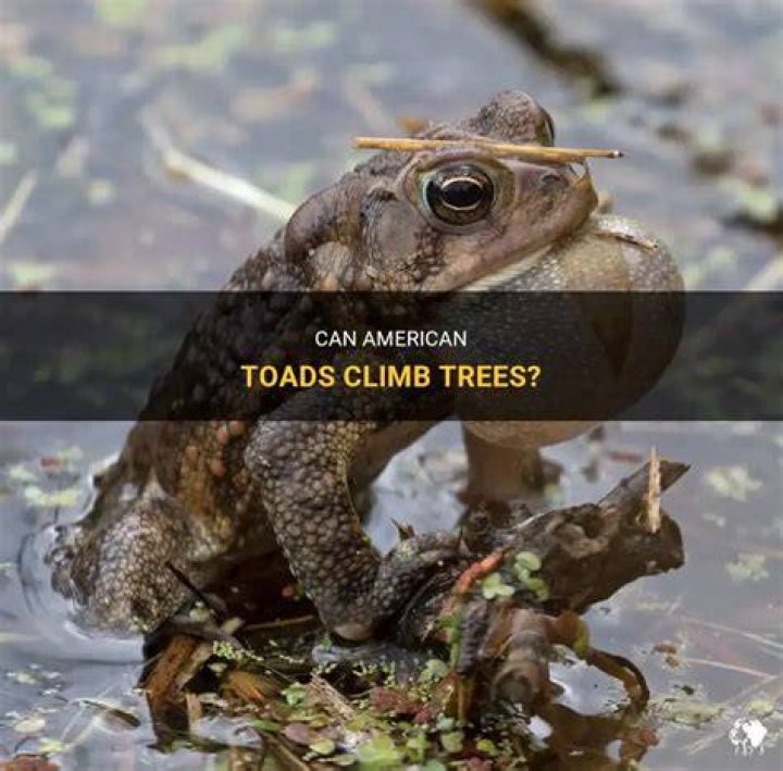 Can toads climb wood