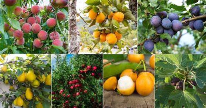 Can trees make fruit