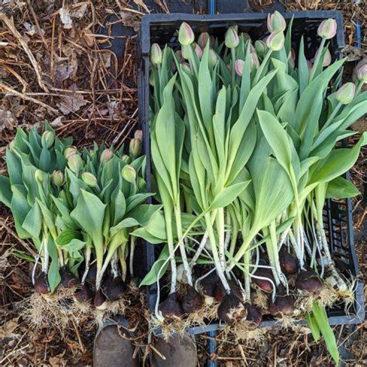 Can Tulips be divided