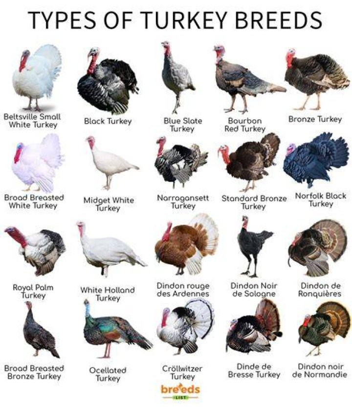 Can turkeys be black
