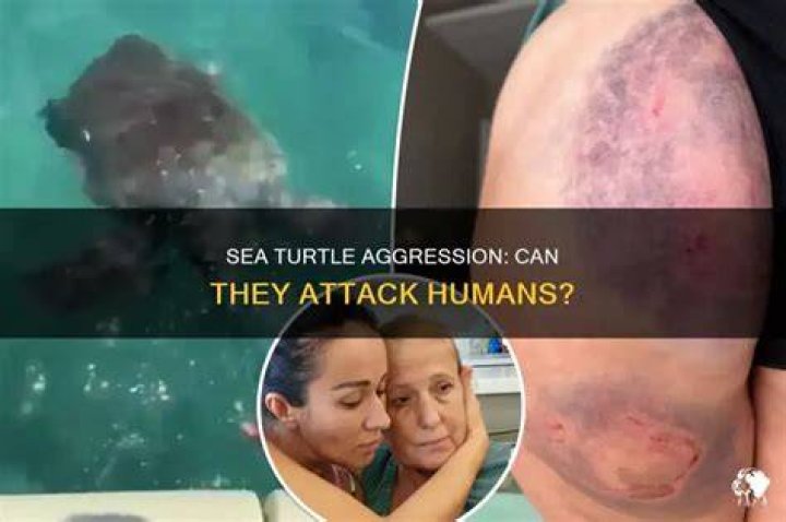 Can Turtle attack you