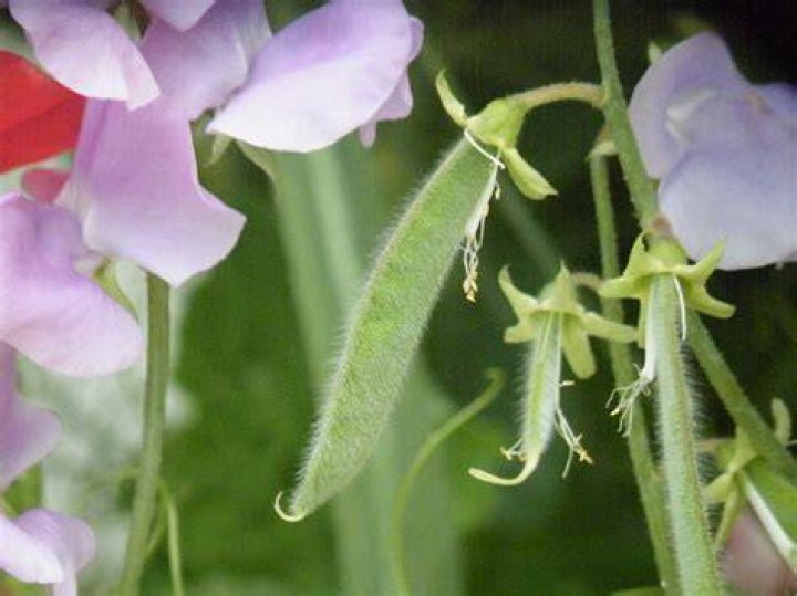 Can we eat sweet peas
