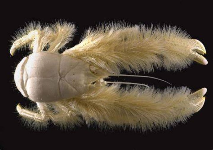 Can we eat yeti crab