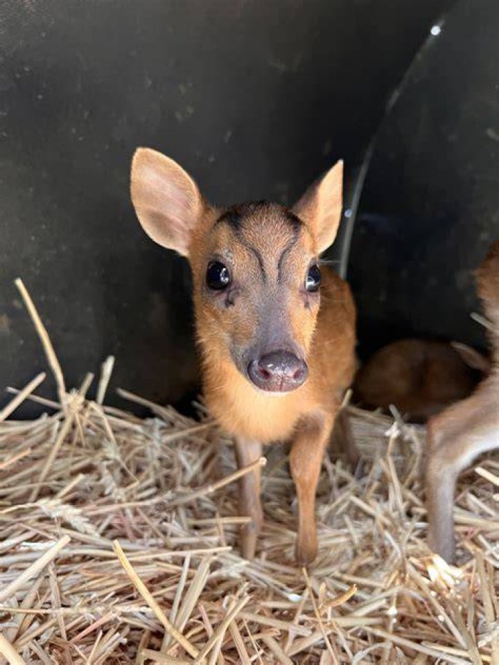 Can you buy a muntjac