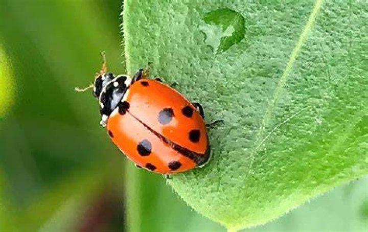 Can you buy ladybirds
