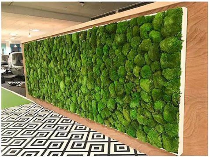 Can you buy real moss